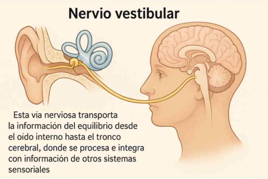 Anatomía y funcionamiento del sistema vestibular